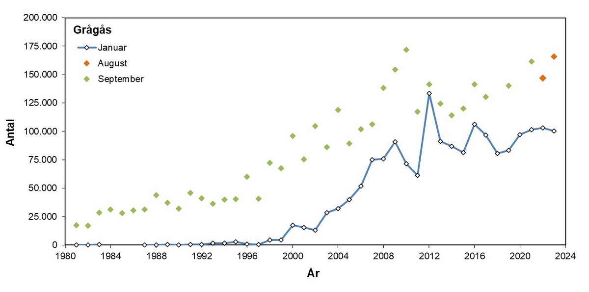 Grågås 1981-2023