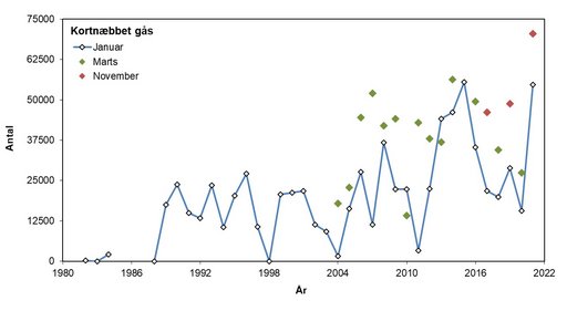 Kortnæbbet gås 1981-2021