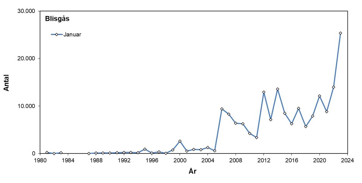 Blisgås 1981-2023