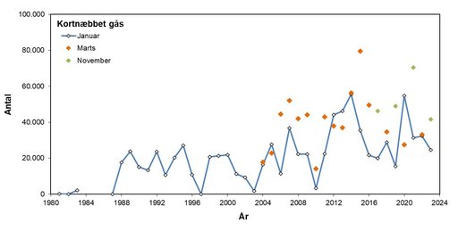 Kortnæbbet gås 1981-2023