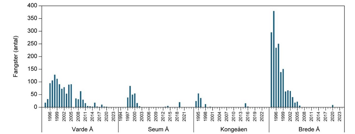 Snæbel efterårsfangster 2024