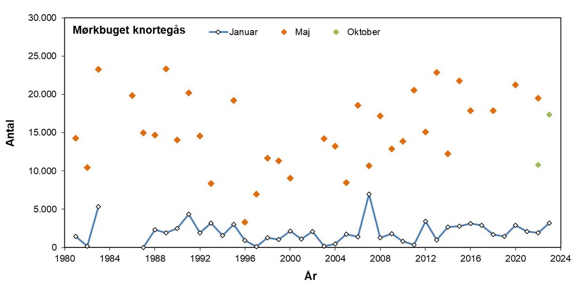 Mørkbuget knortegås 1981-2023