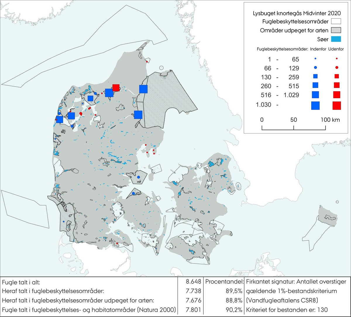 Midvintertælling lysbuget knortegås 2020