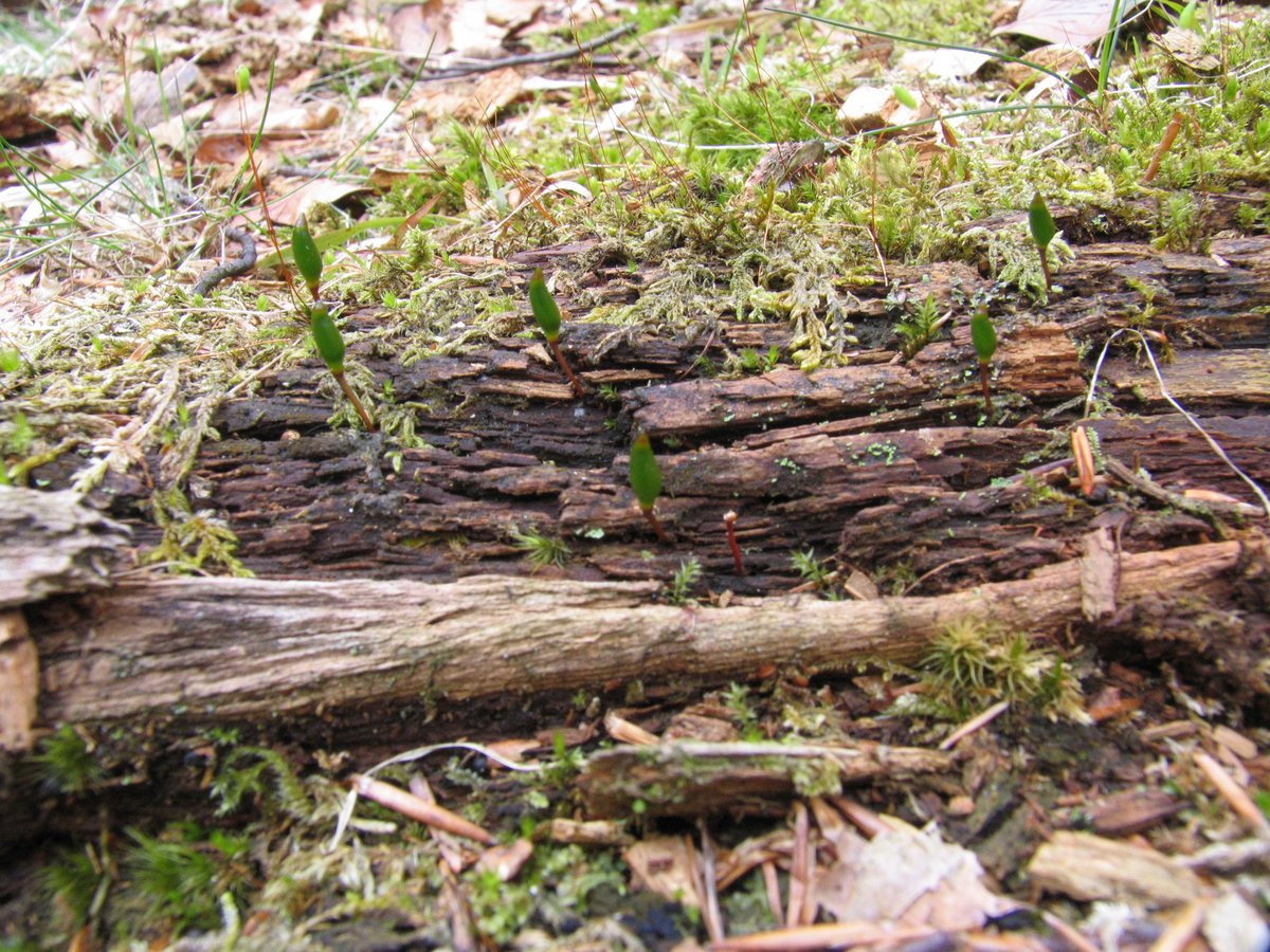 Grøn buxbaumia, Foto: Peter Wind