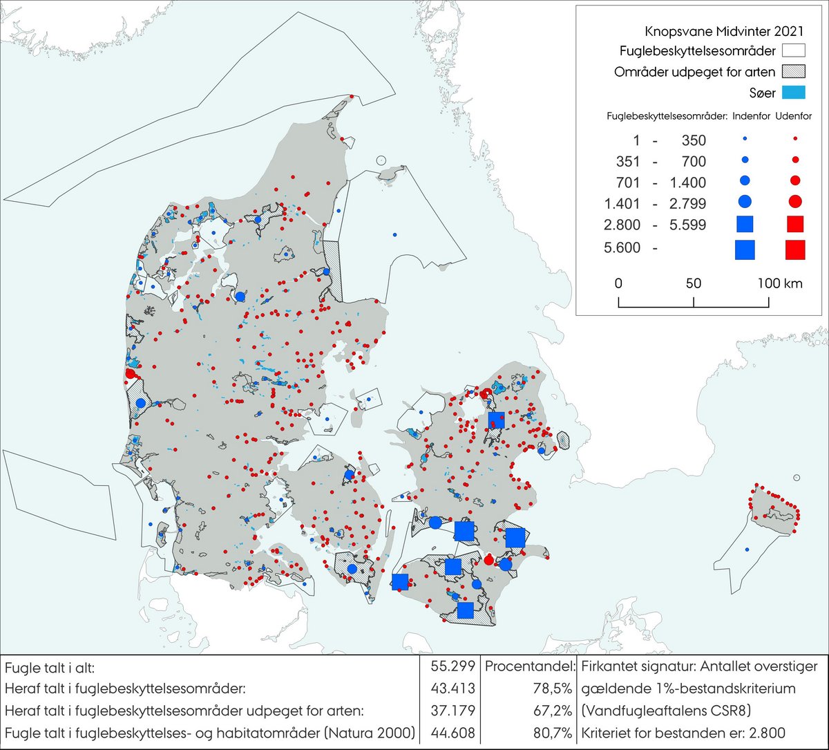 Midvintertælling 2021 for knopsvane