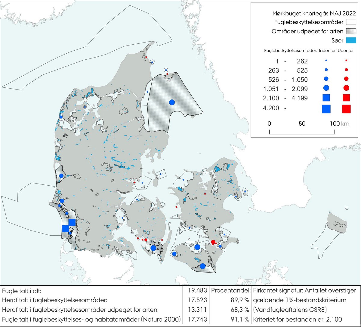 Mørkbuget knortegås maj 2022