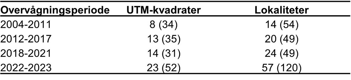Stor kærguldsmed udvikling 2024
