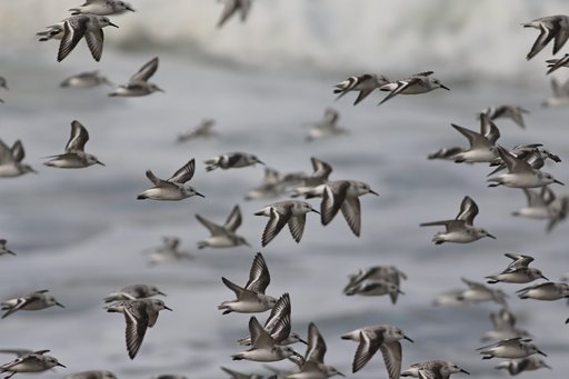 Sandløber Calidris alba / Foto: Rasmus Due Nielsen