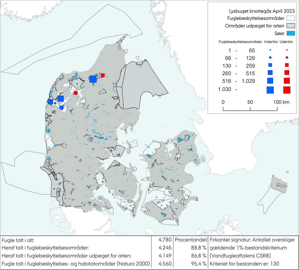 Lysbuget knortegås apr 2023