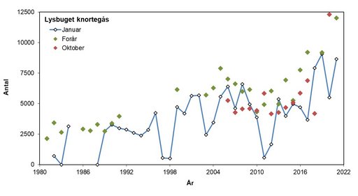 Lysbuget knortegås 1081-2021