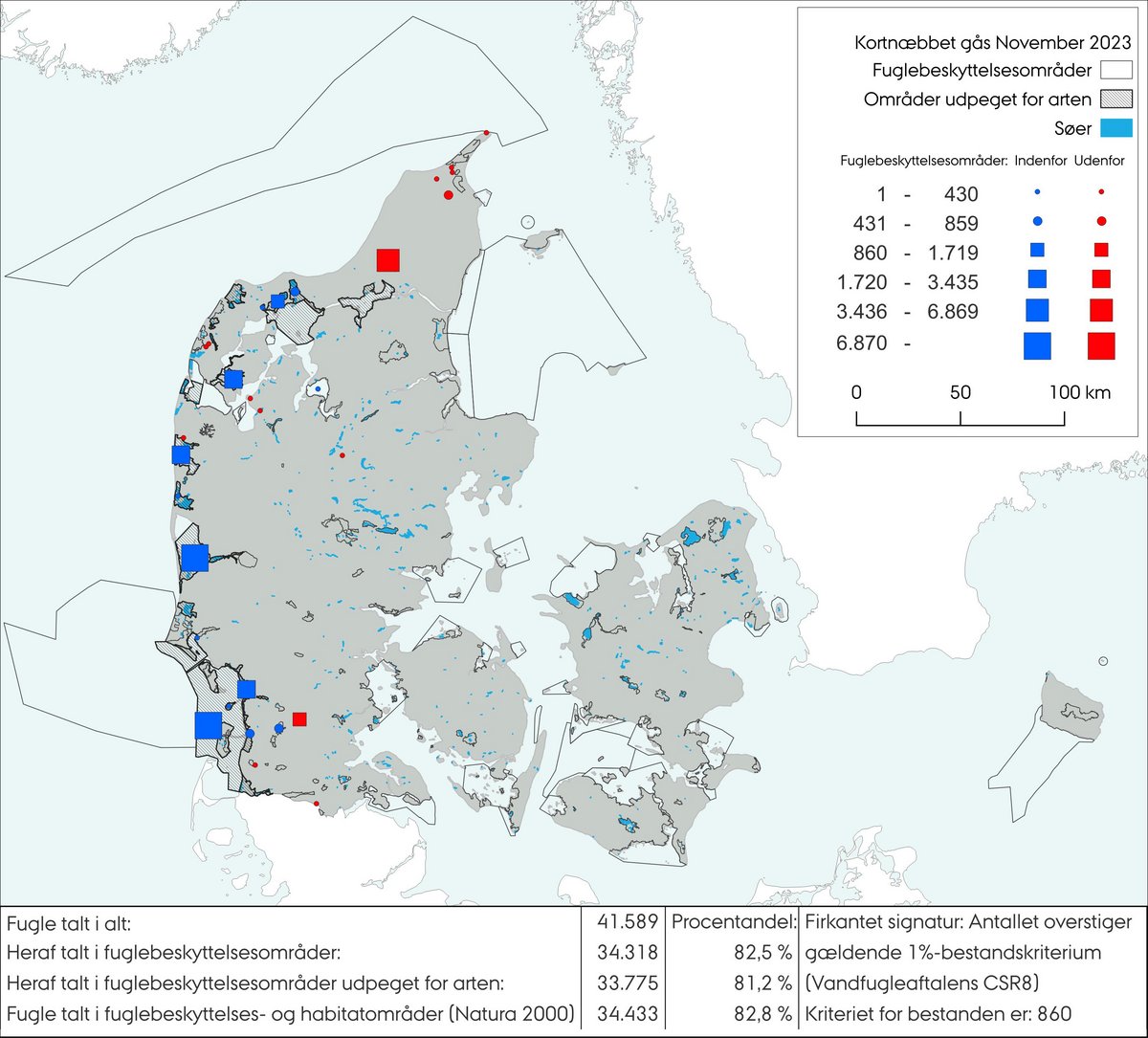 Kortnæbbet gås nov 2023