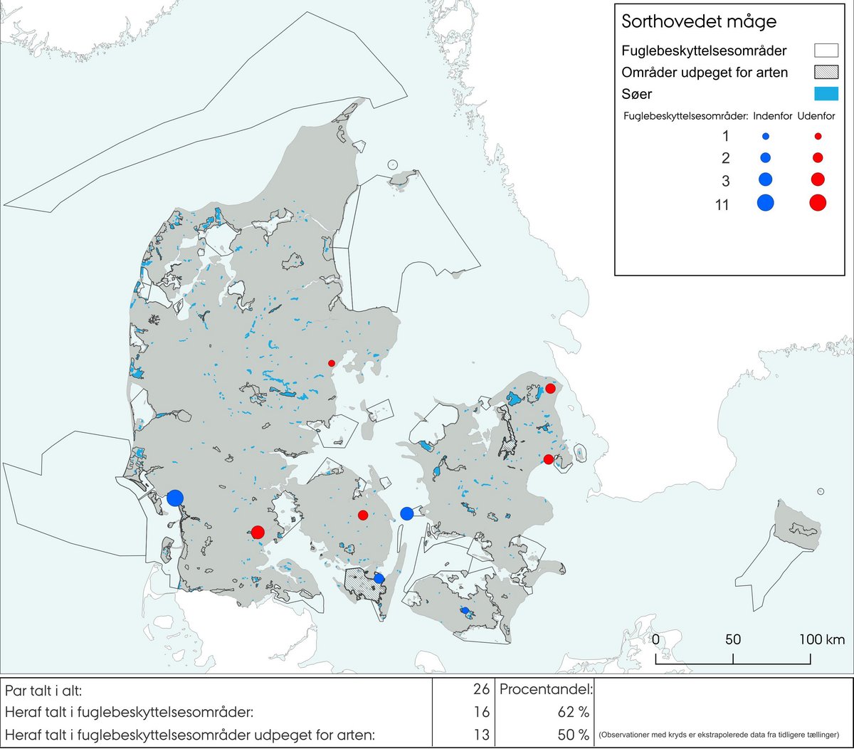 Sorthovedet måge ynglefugle 2023