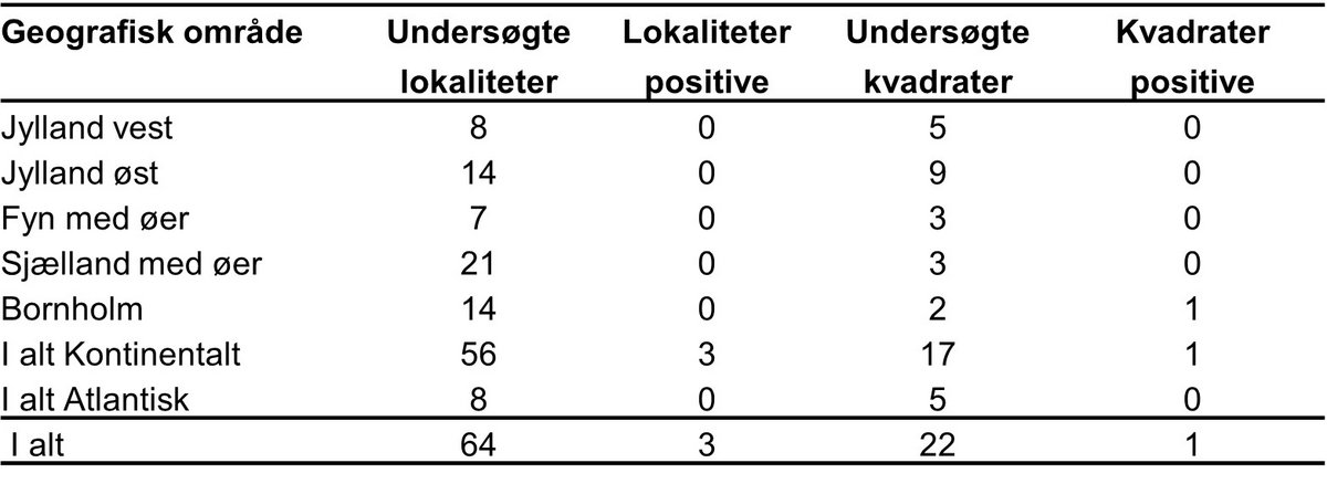 Bred vandkalv lokalitet 2024