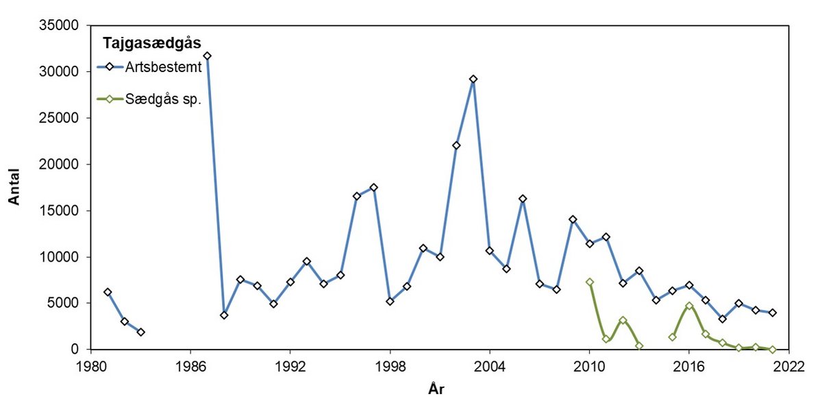 Tajgasædgås 1981-2021