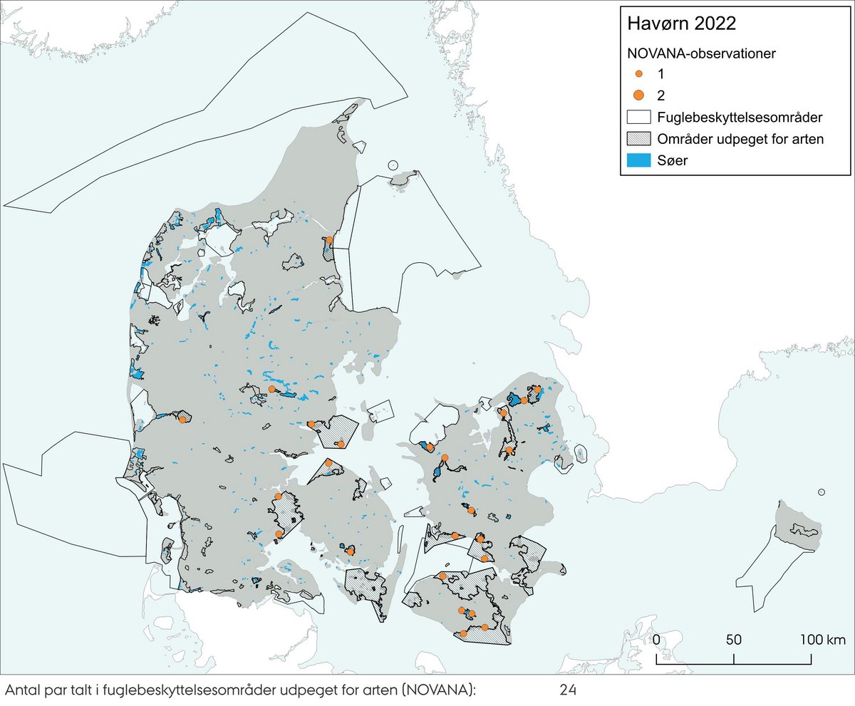 Figur 1a Havørn