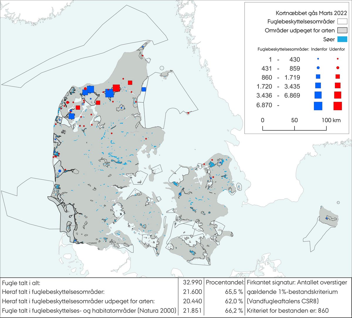 Kortnæbbet gås mar 2022