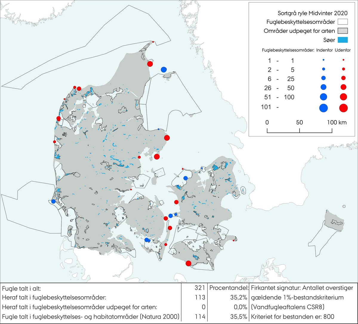 Sortgrå ryle MV 2020