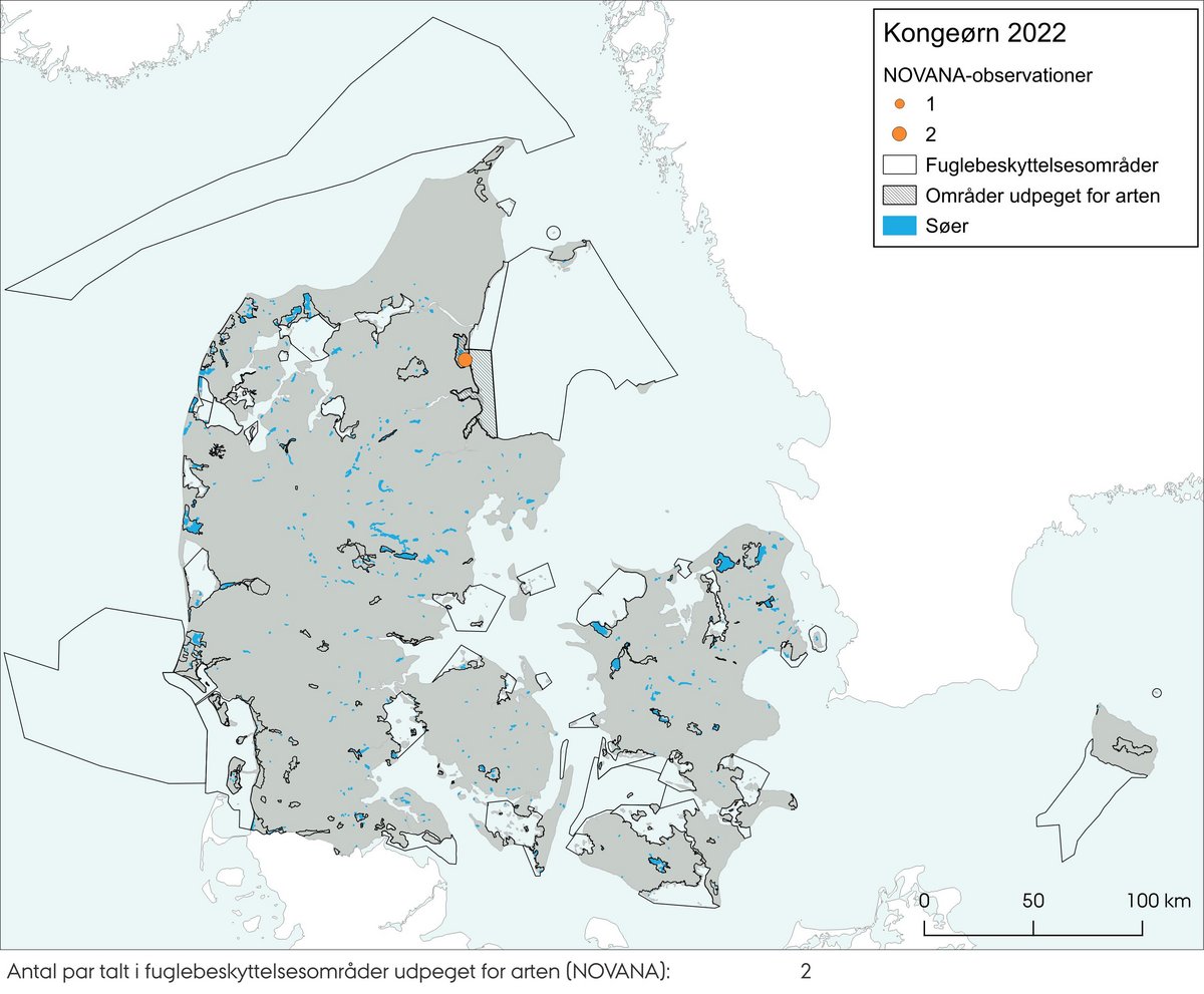 Figur 1a Kongeørn