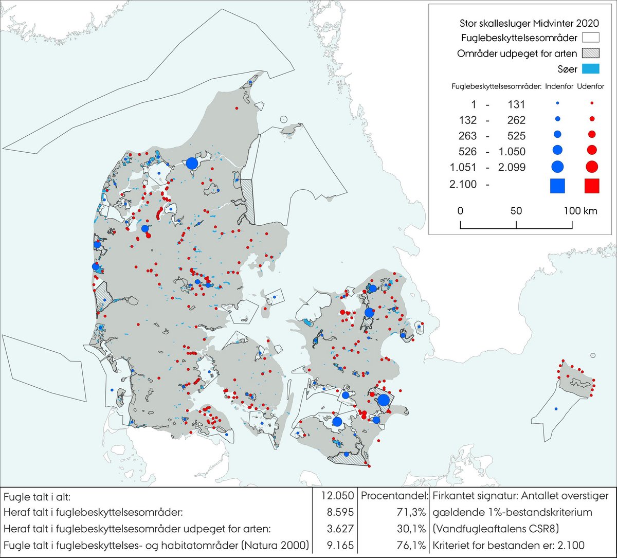 Midvintertælling stor skallesluger 2020