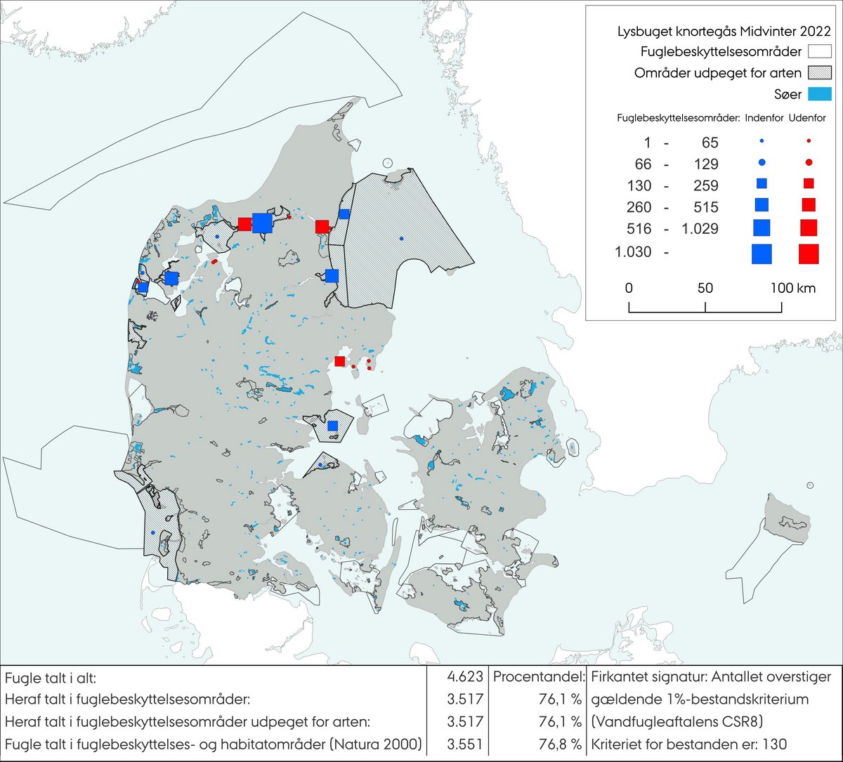 Lysbuget knortegås MV 2022