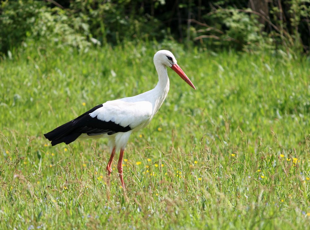 Hvid stork/Foto: Creative Commons