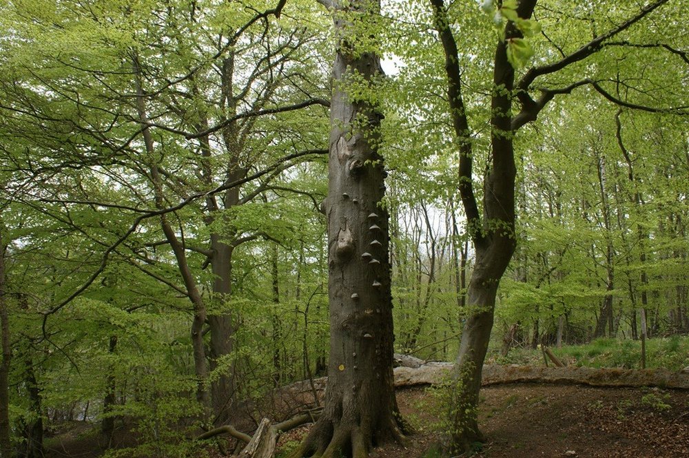 Indikator for store træer, foto: Peter Wind, AU