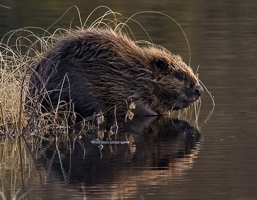 Beaver pho34