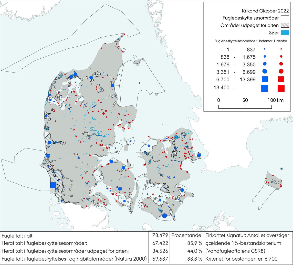 Krikand okt 2022