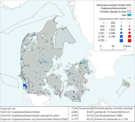 Mørkbuget knortegås oktober 2020