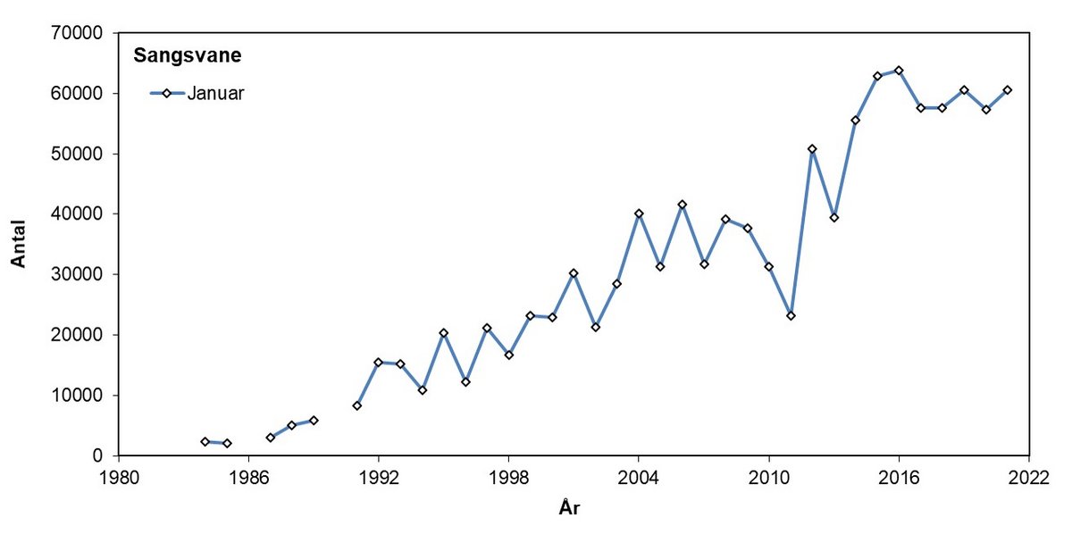 Sangsvane 1984-2021