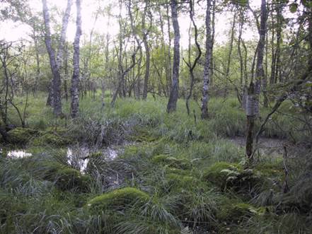 91D0 Skovebevokset tørvemose, foto: Henriette Bjerregaard, MST
