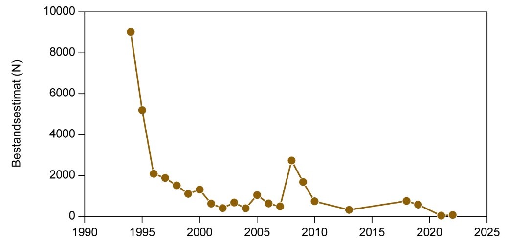 Snæbel gydebestand Ribe å 2024