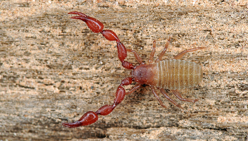 Stellas mosskorpion / Foto: Jørgen Lissner