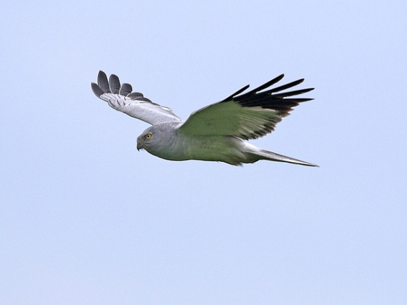 Foto: Wikimedia Commons/Isle of Man Government (Hen Harrier)