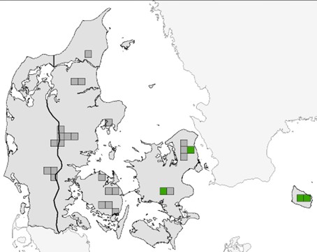 Kort Lys skivevandkalv 2022