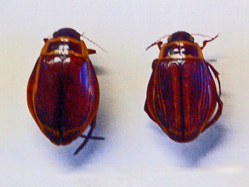 Dytiscidae - Dytiscus latissimus